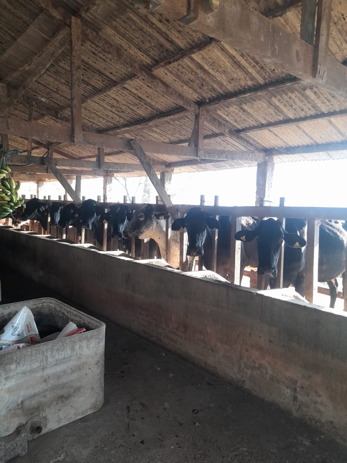 inbound8775032780655493379