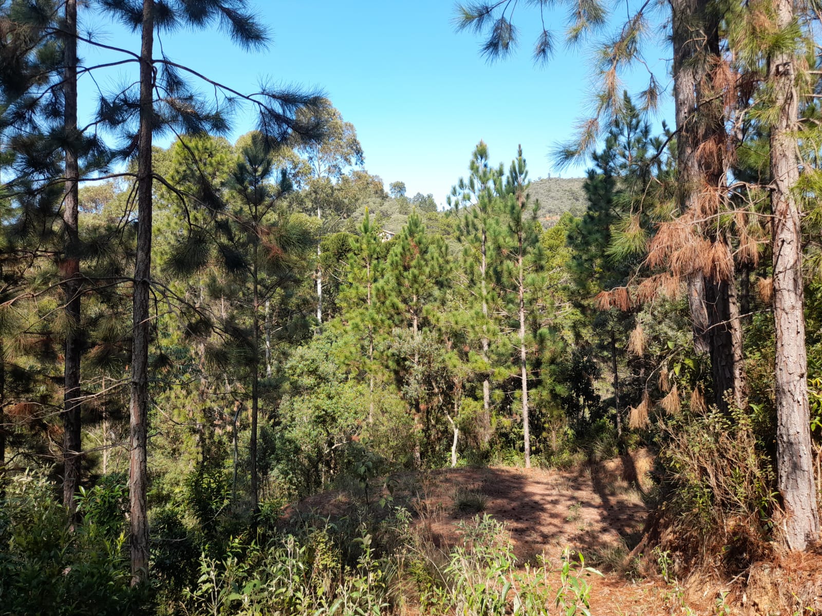 inbound1525268917668776365