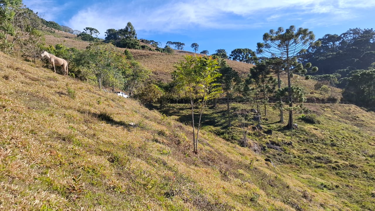 inbound294637730266784976