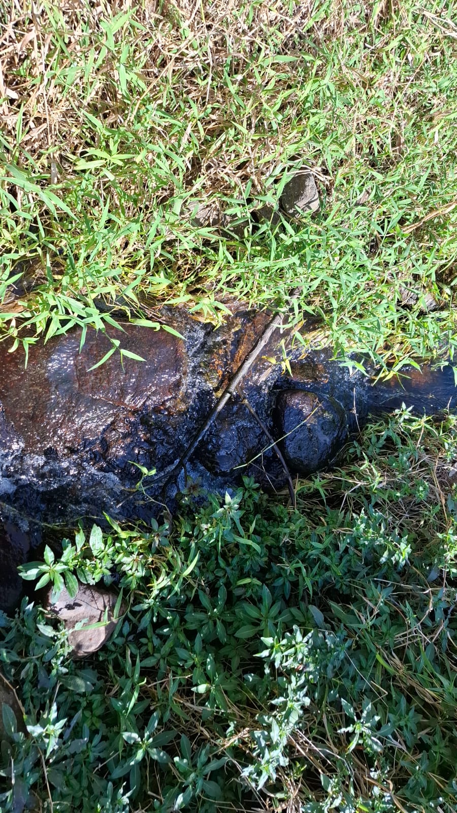 inbound9163007397632422755