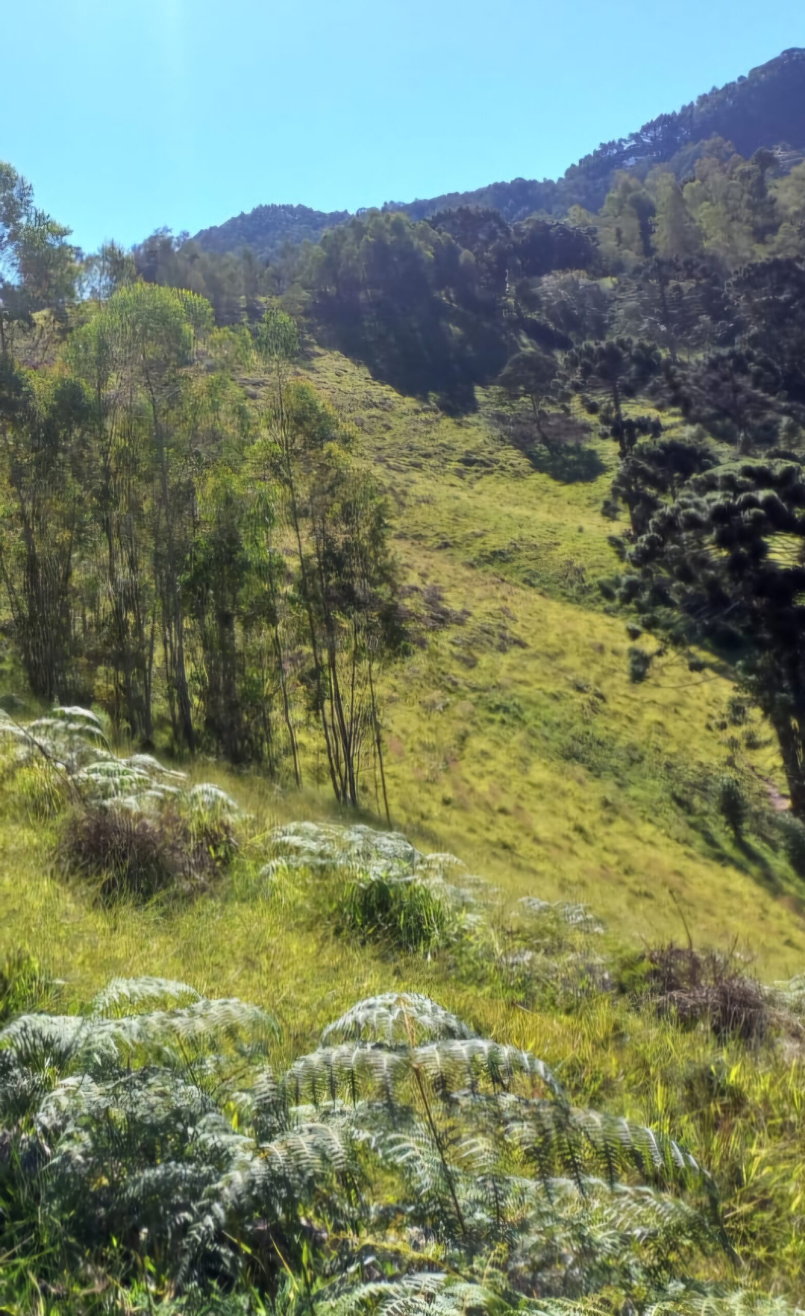 inbound3630760349370028946