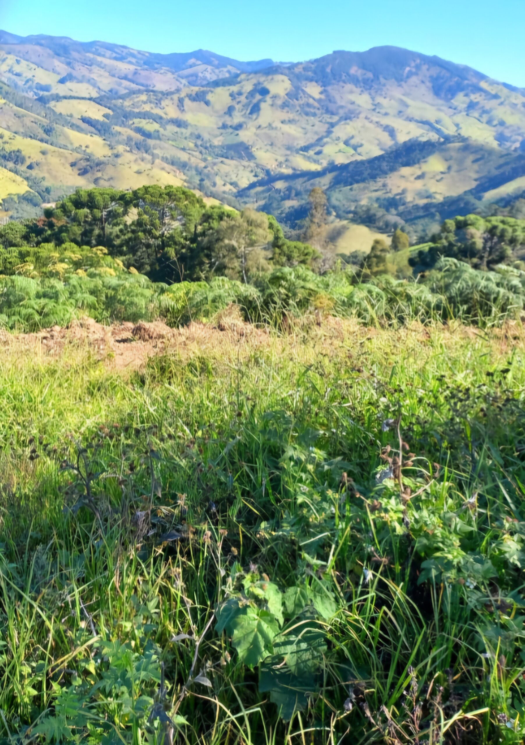 inbound9108768696500190281