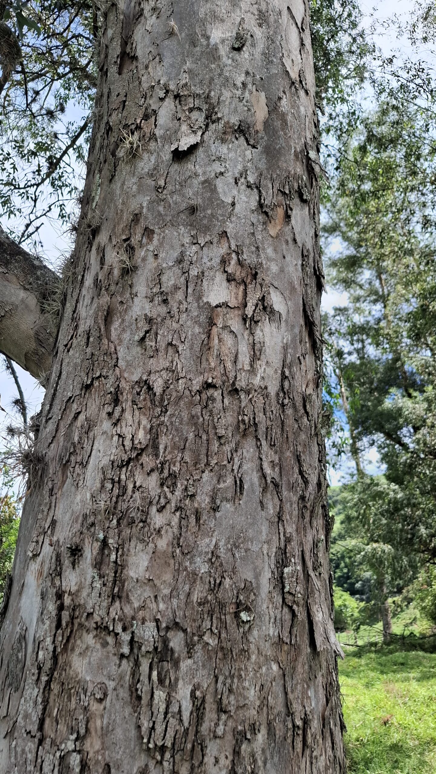 inbound8331709791899311739