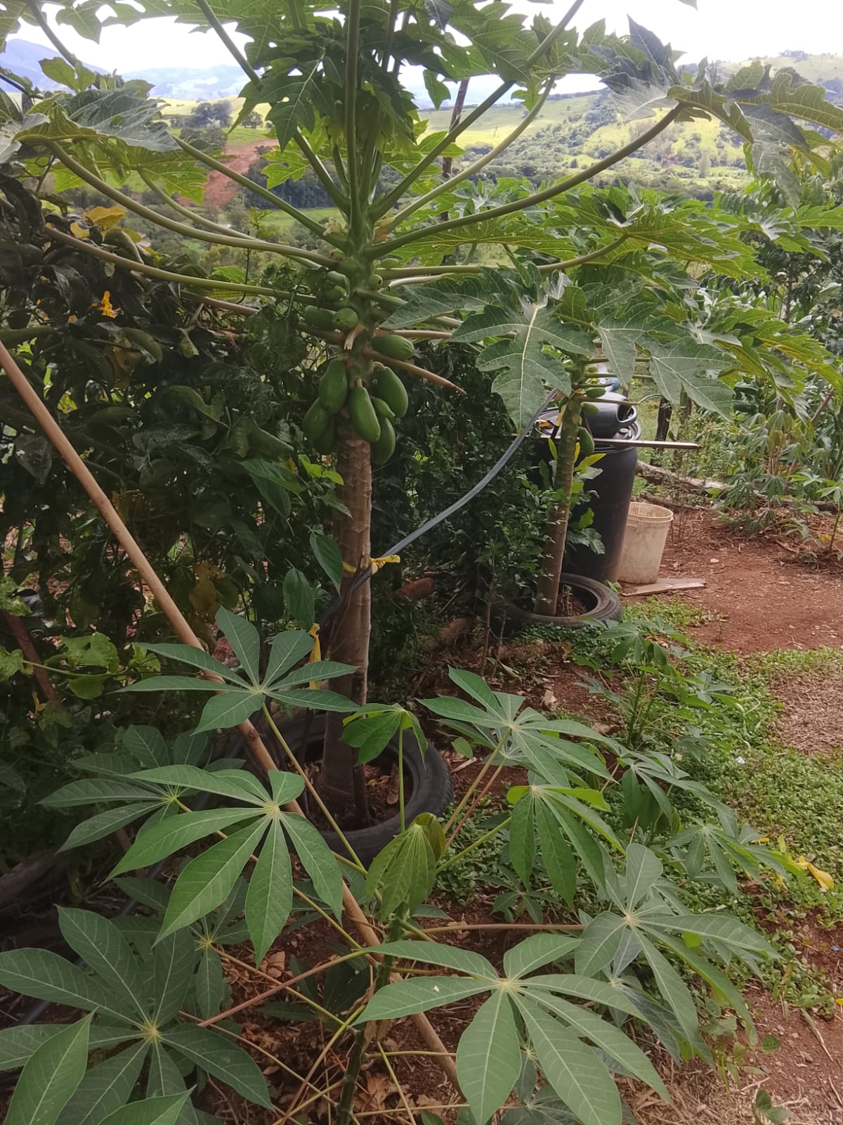 inbound2520751552196953399