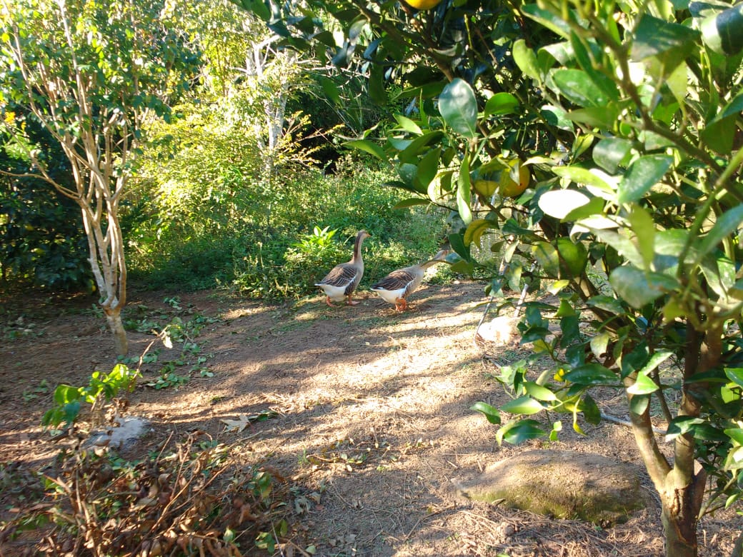 inbound2919973809869992689