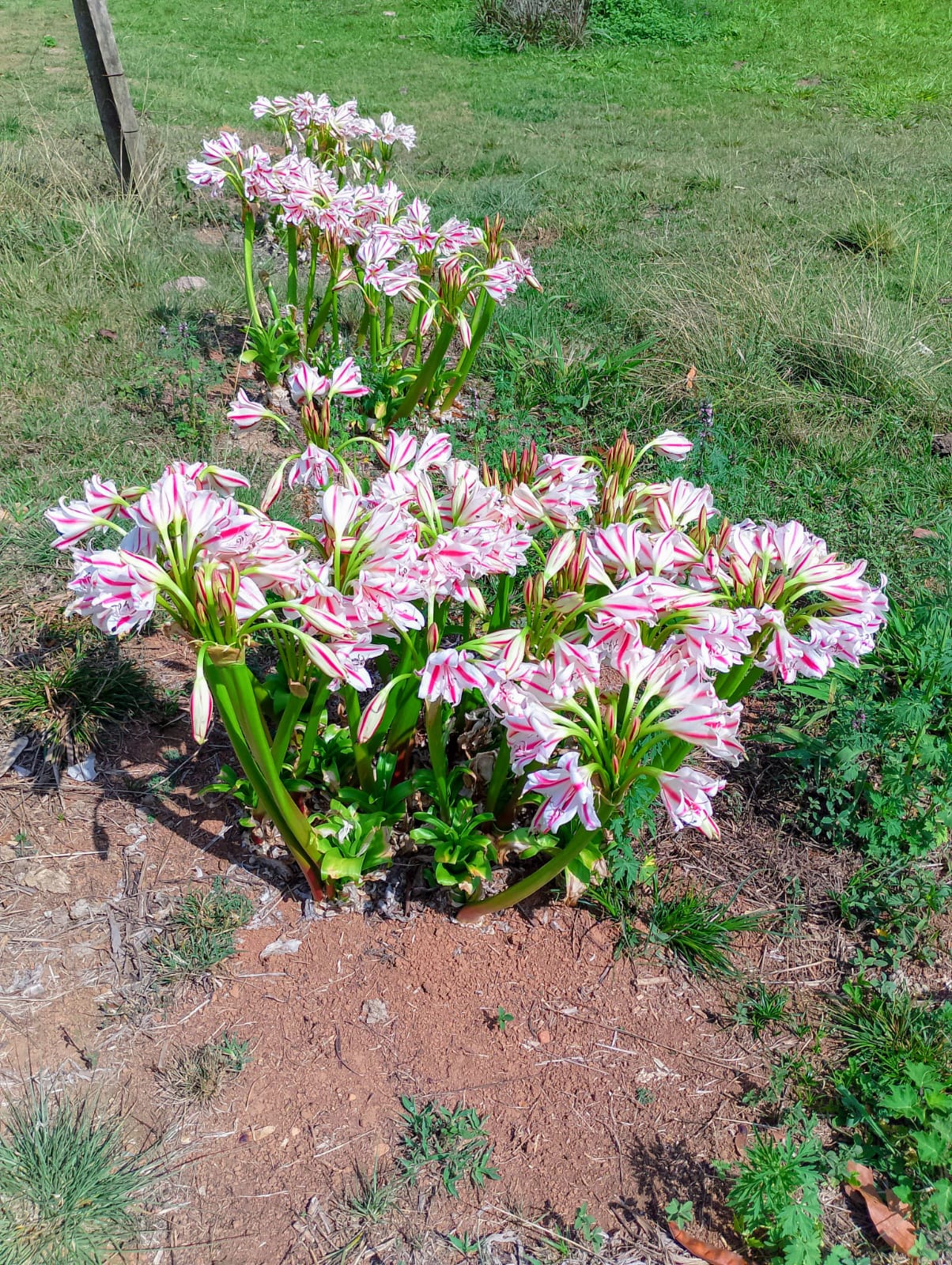 inbound3310856174985779167