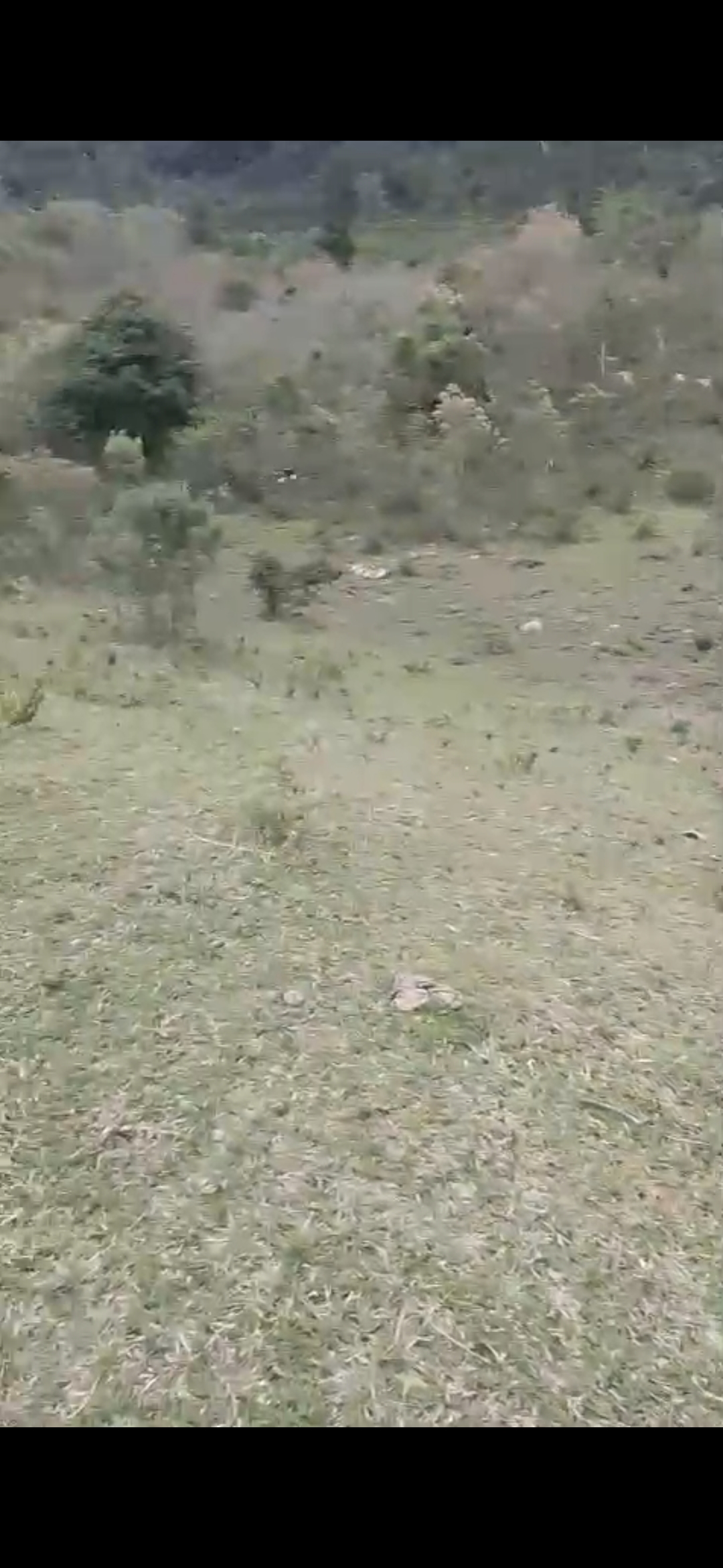 inbound3528238841582594540