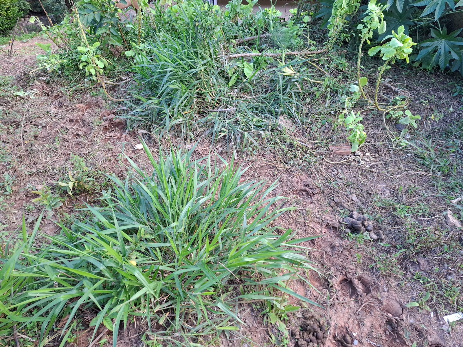 inbound3865061443983081115