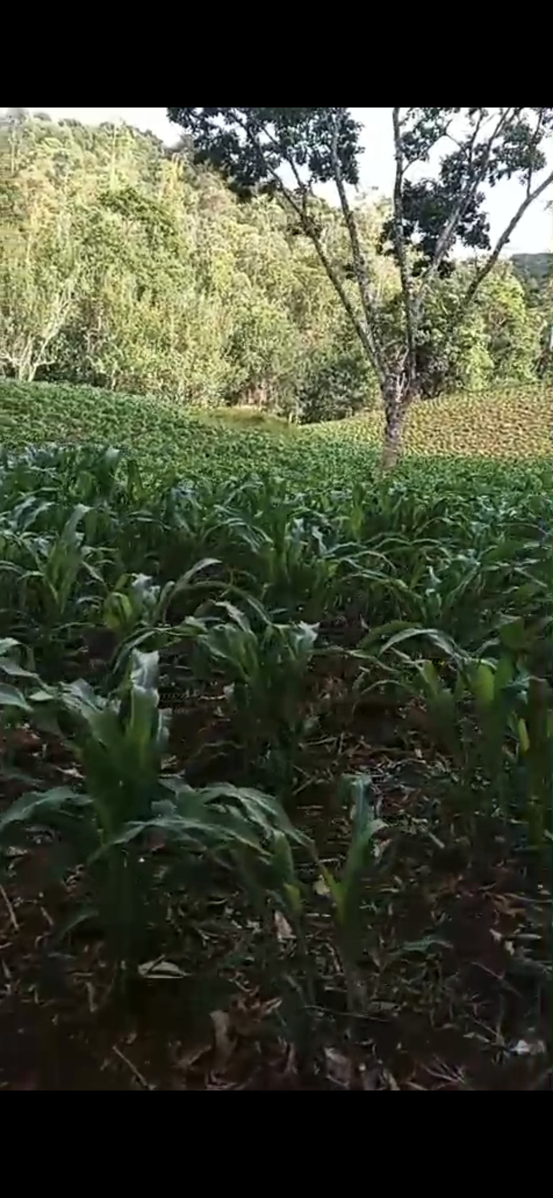 inbound6554834010631407621