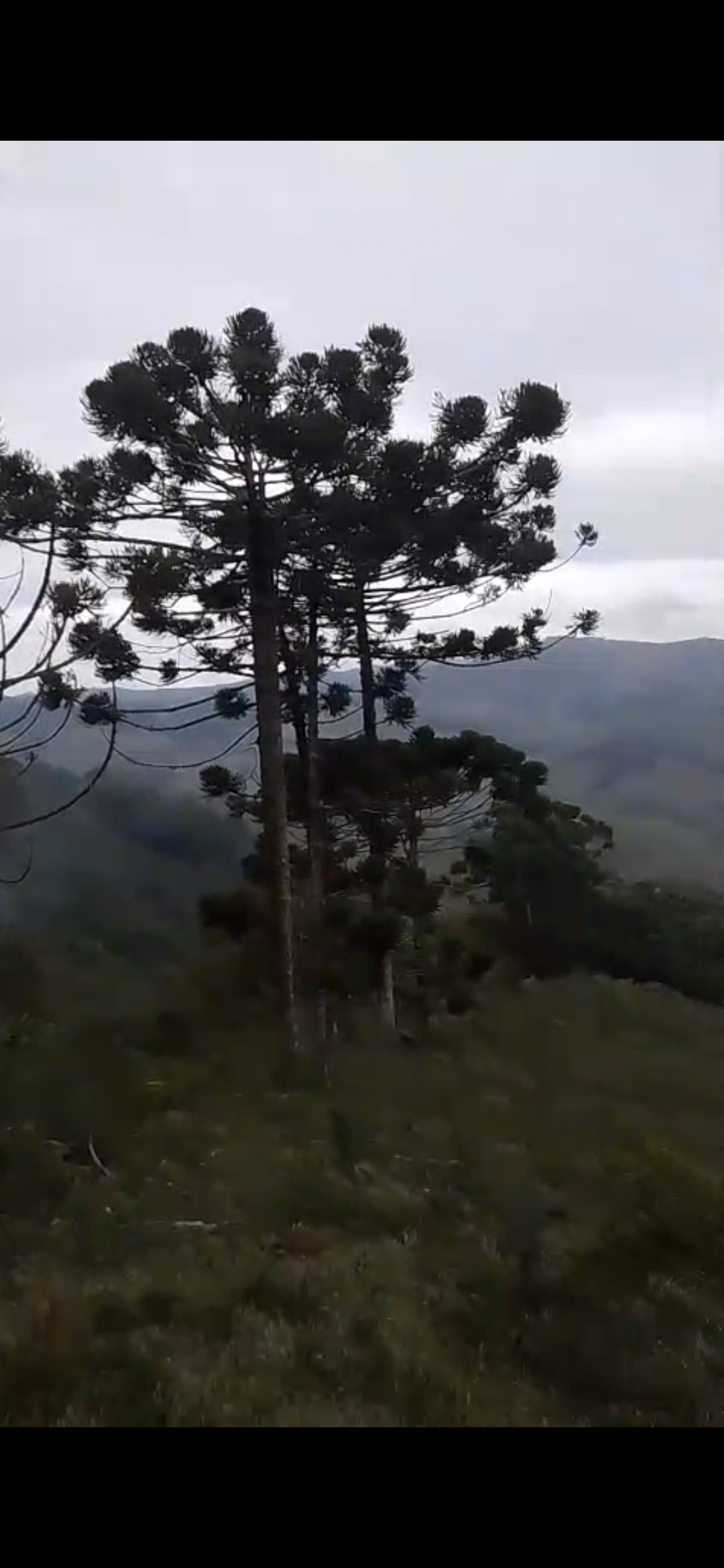 inbound6828358588423847736