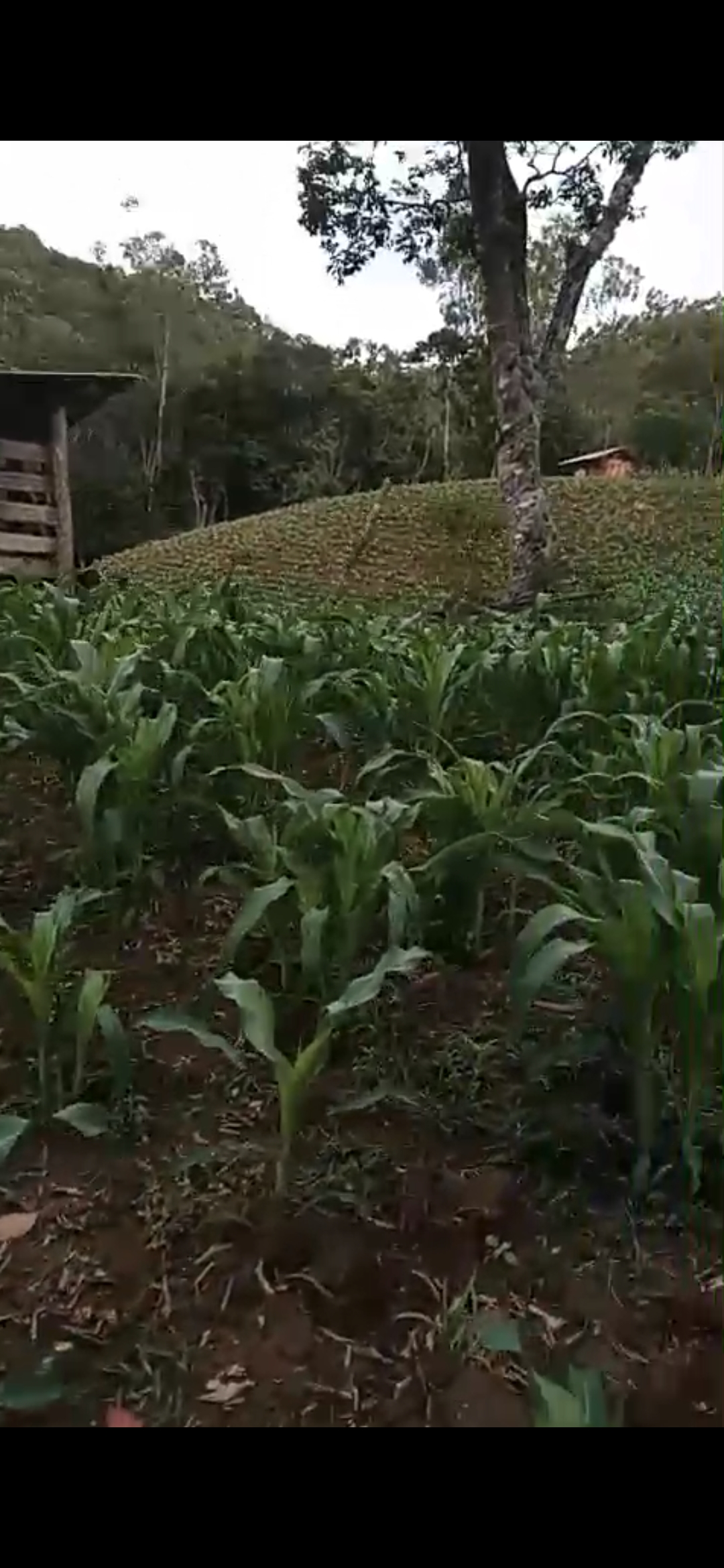 inbound8134767720619468906