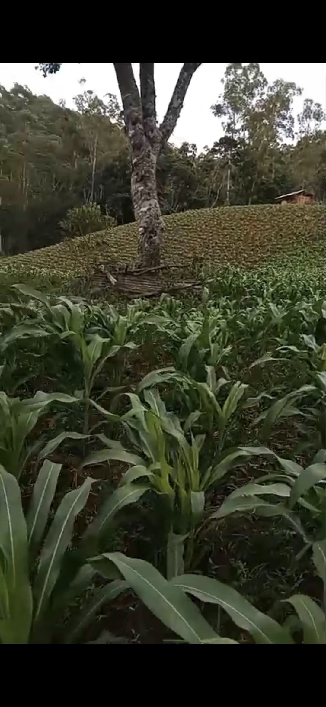 inbound8488343773982477442