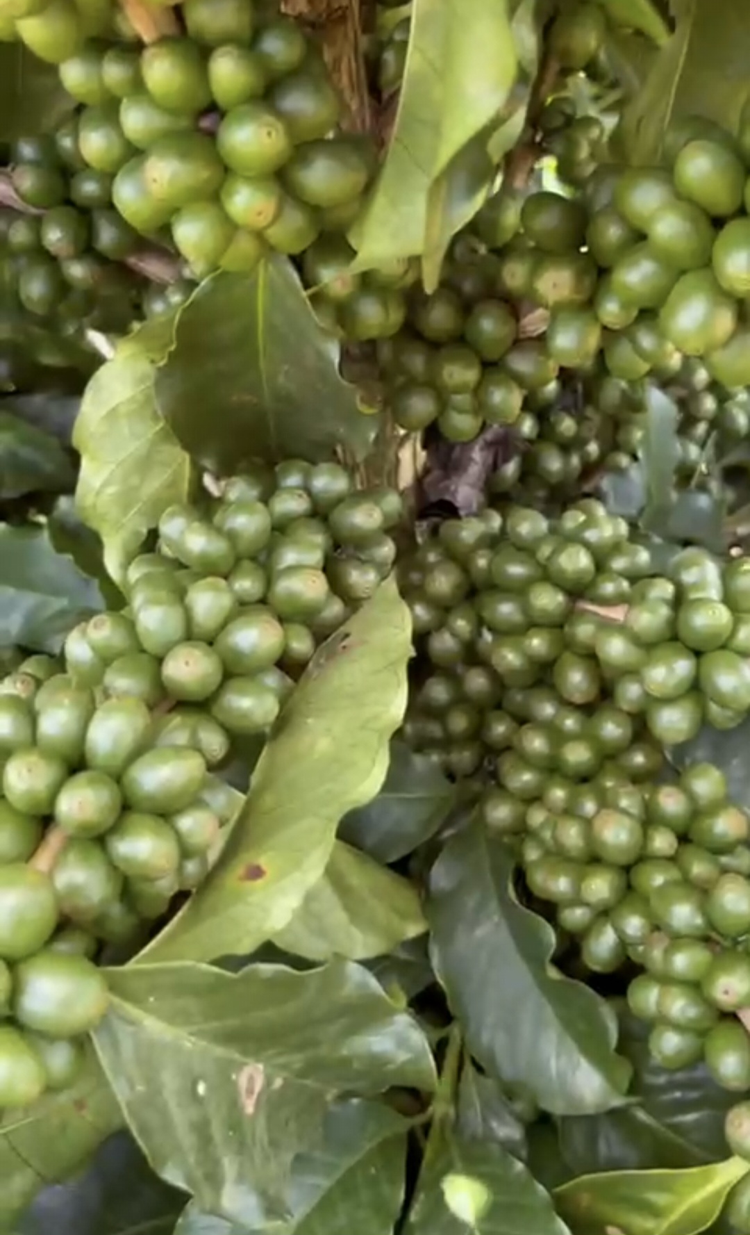 inbound1051376797031810189