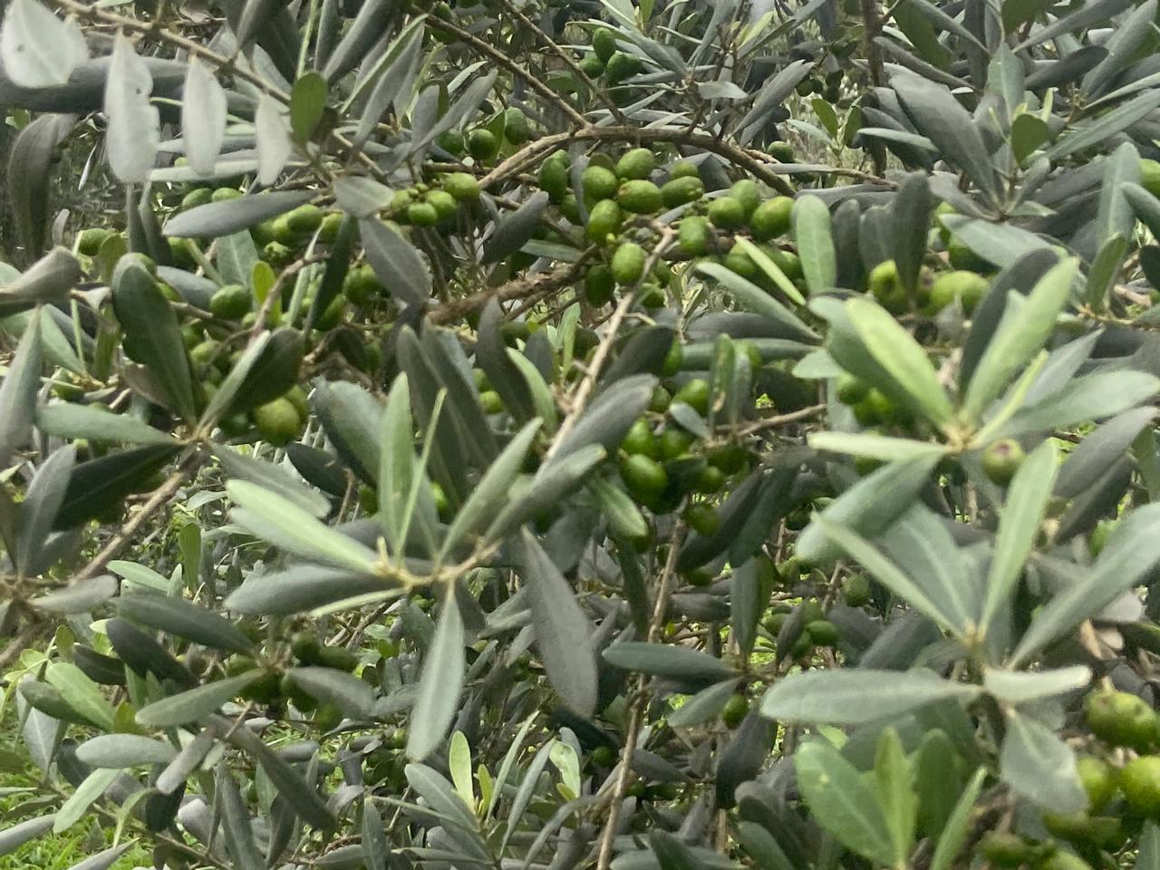 inbound2215484167679659350