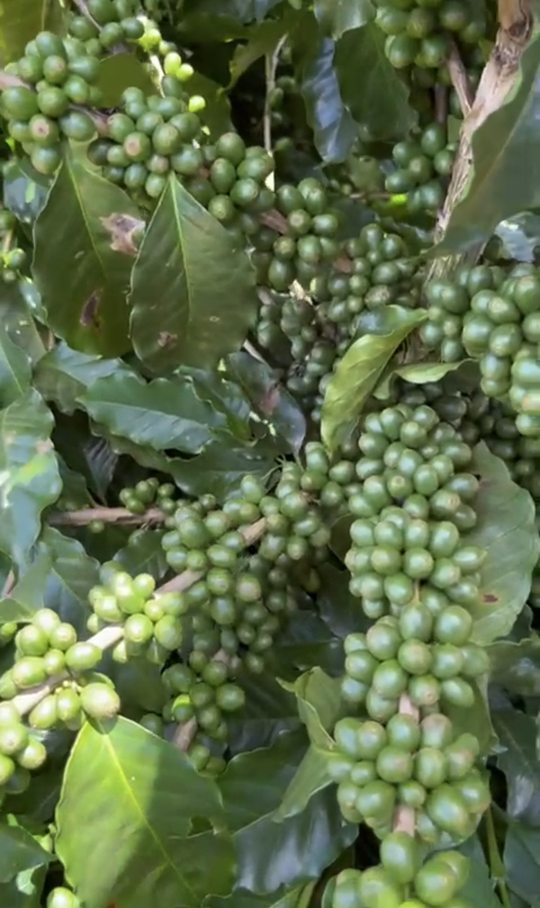 inbound2244437863078656487