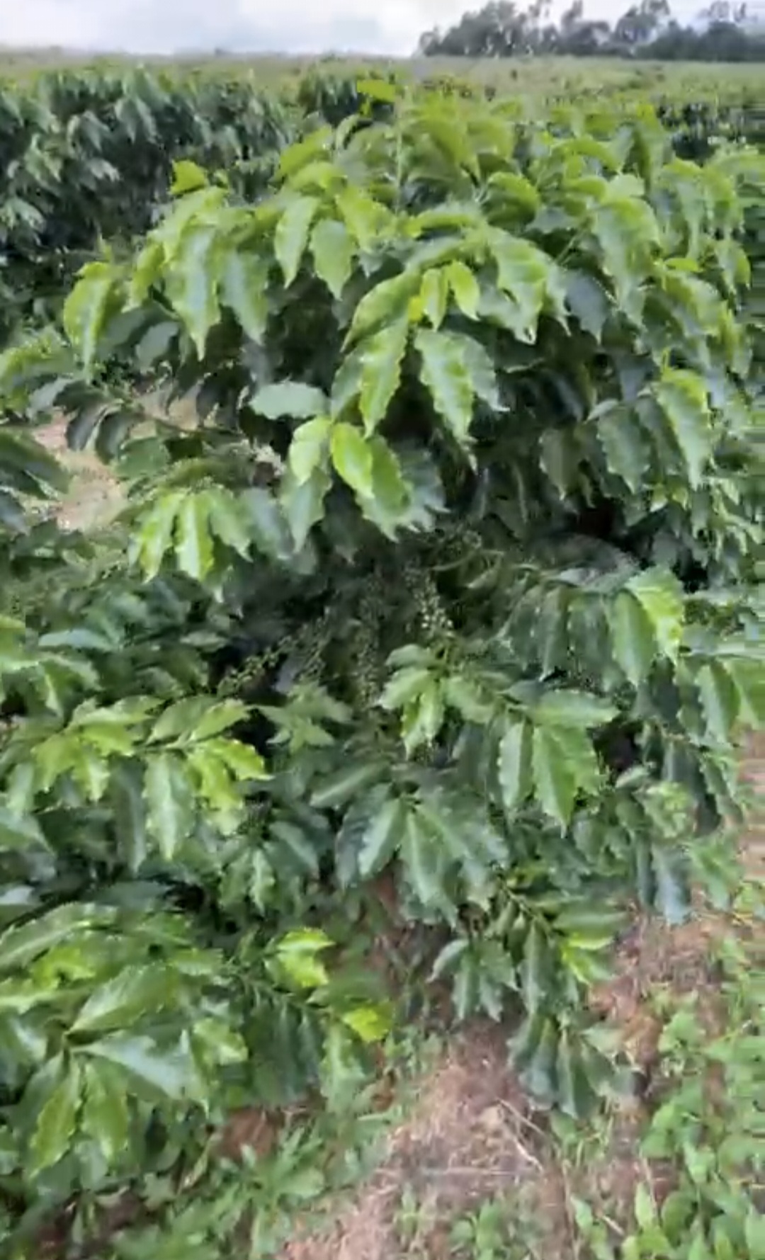 inbound2773903511118709107