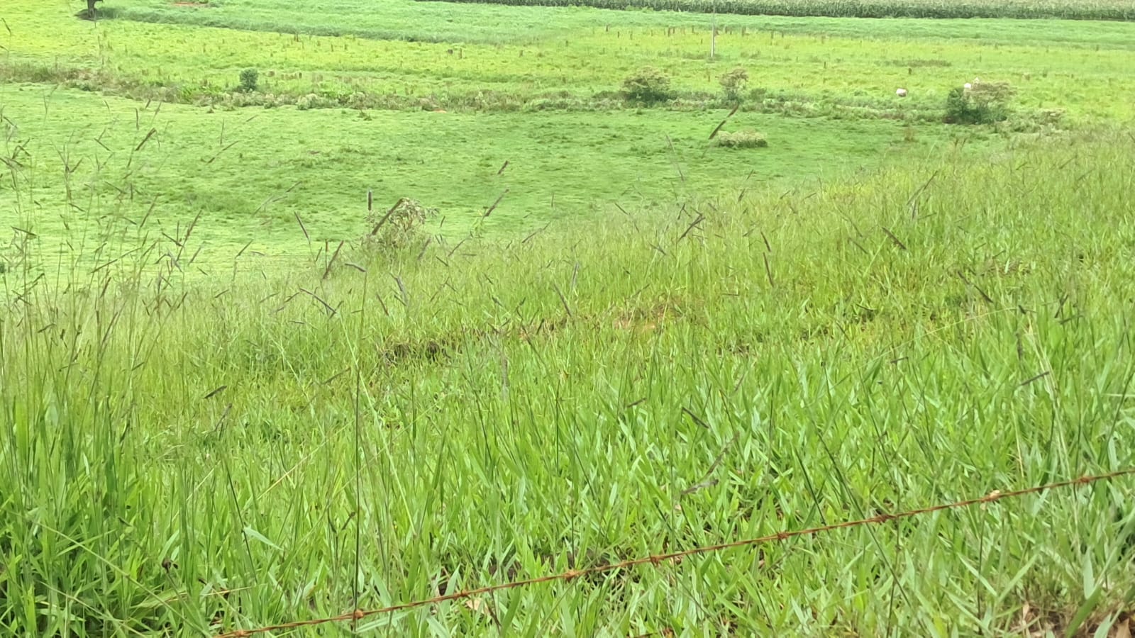 inbound2950931025008398333