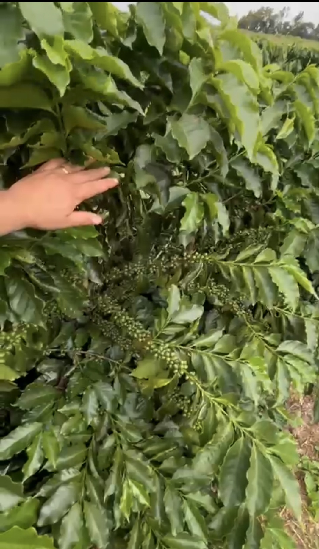 inbound3886696641297806101