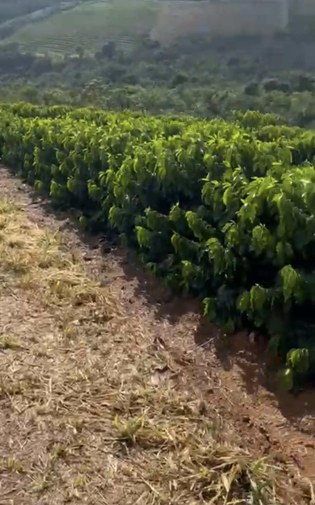 inbound3890341447169868711