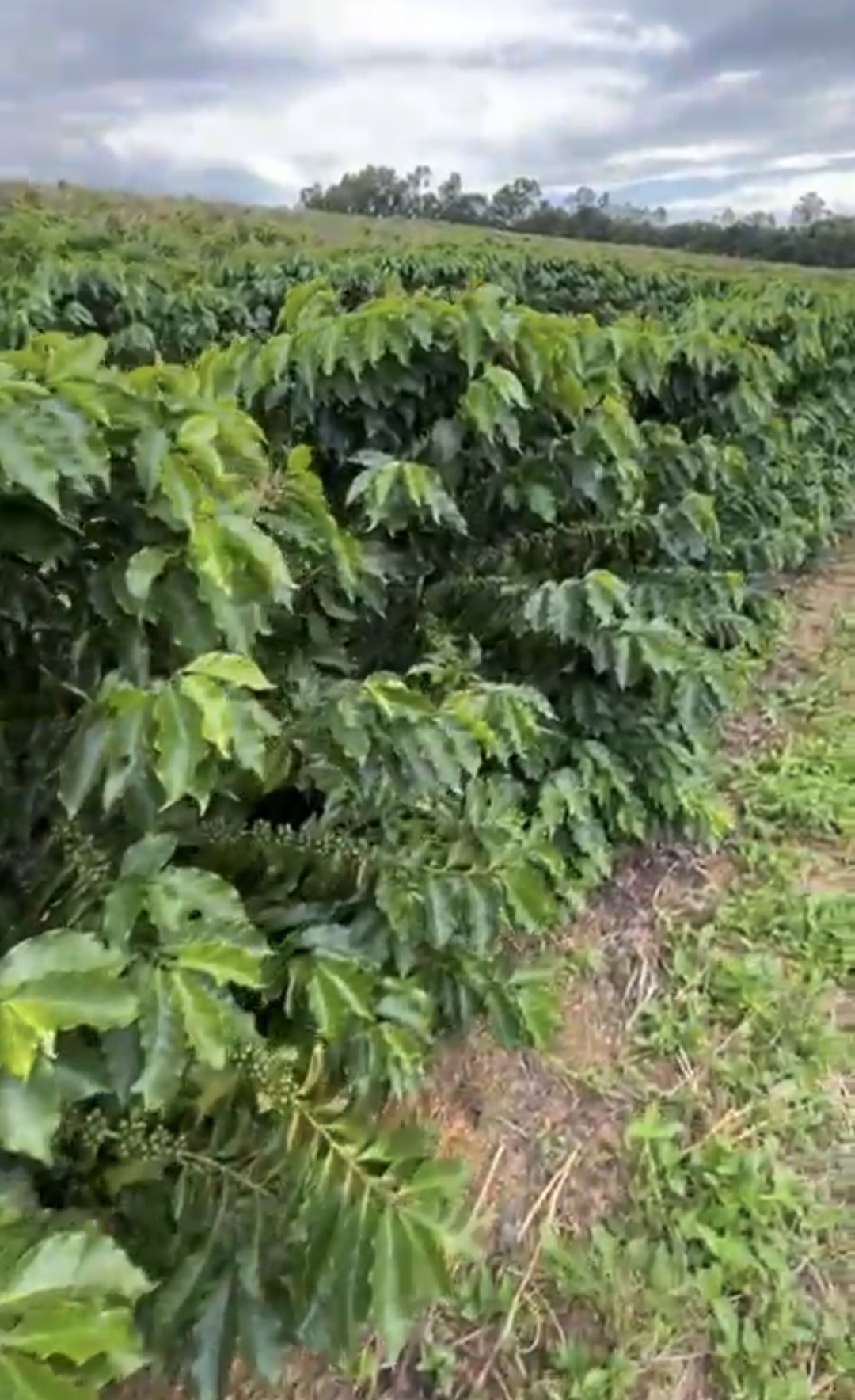 inbound4378142268141872797