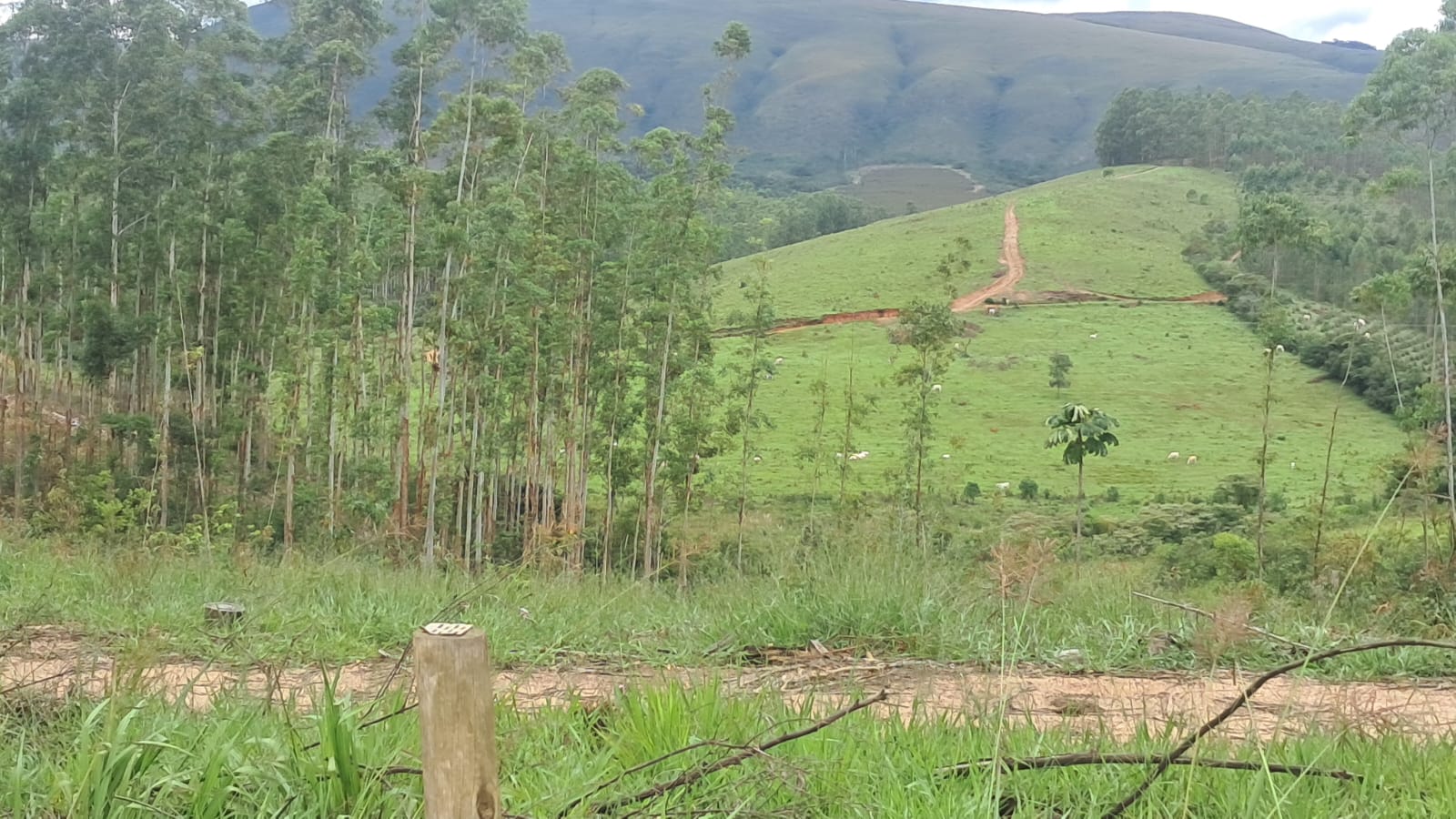 inbound4904036289613125851