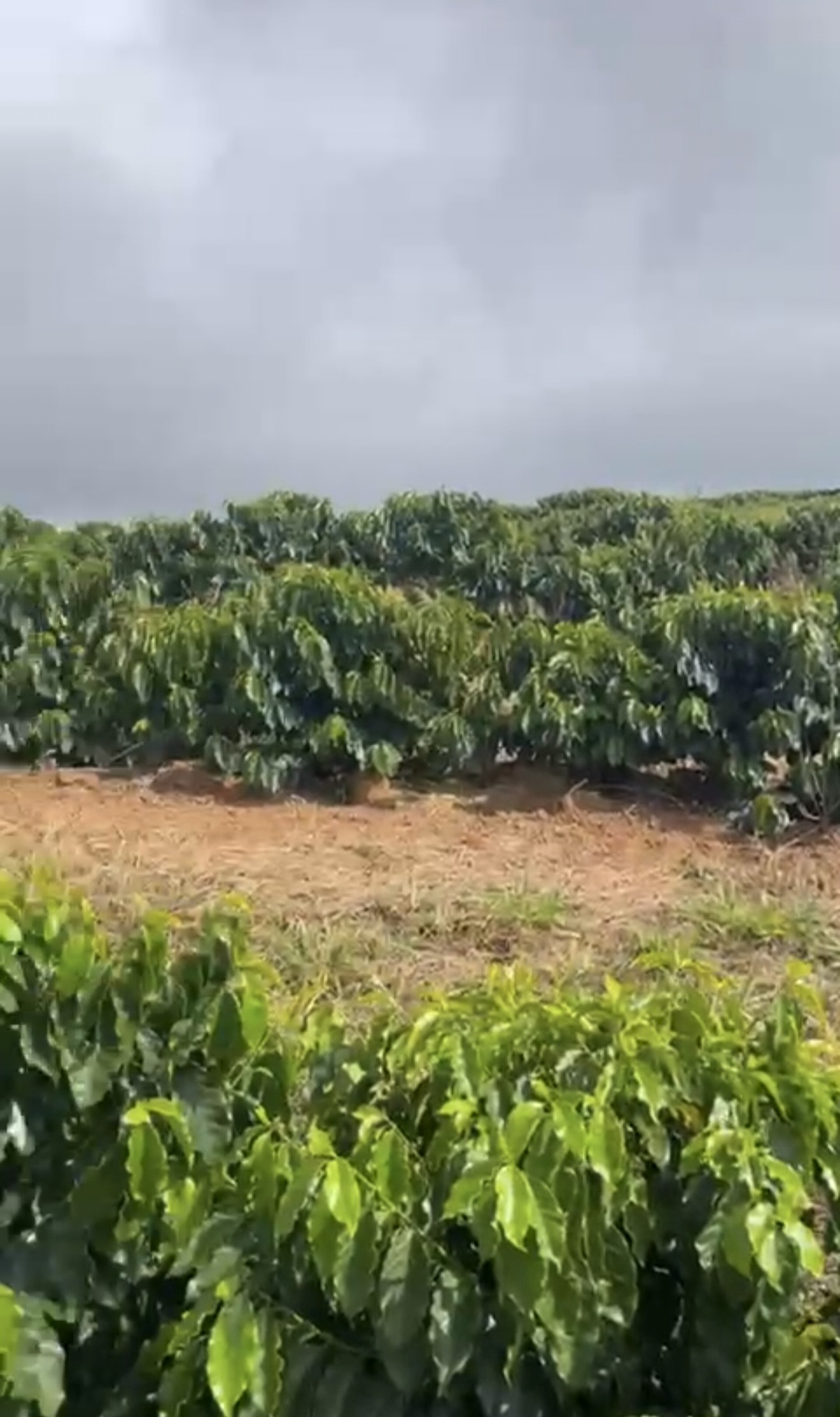 inbound5255550388305305730