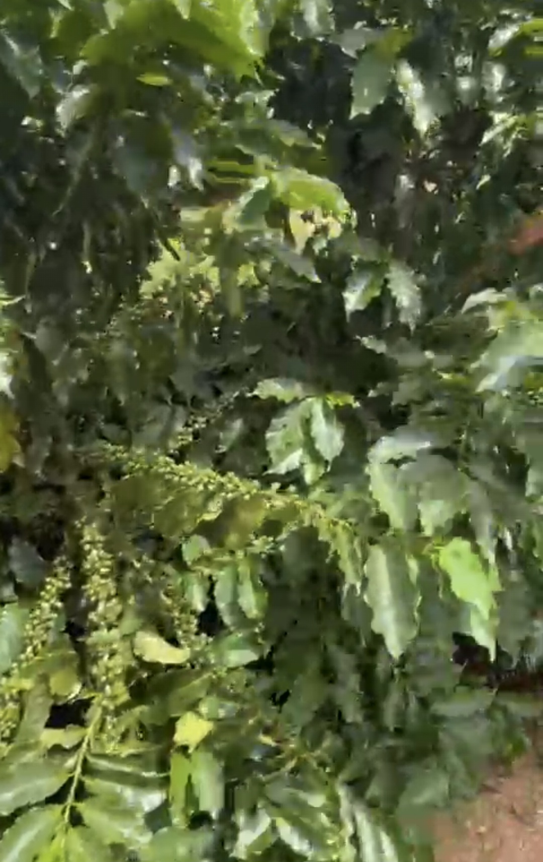 inbound6211296193586334026