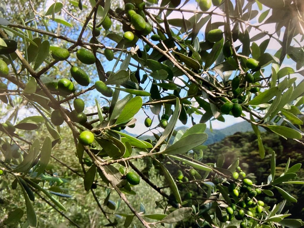 inbound9056163418561168952