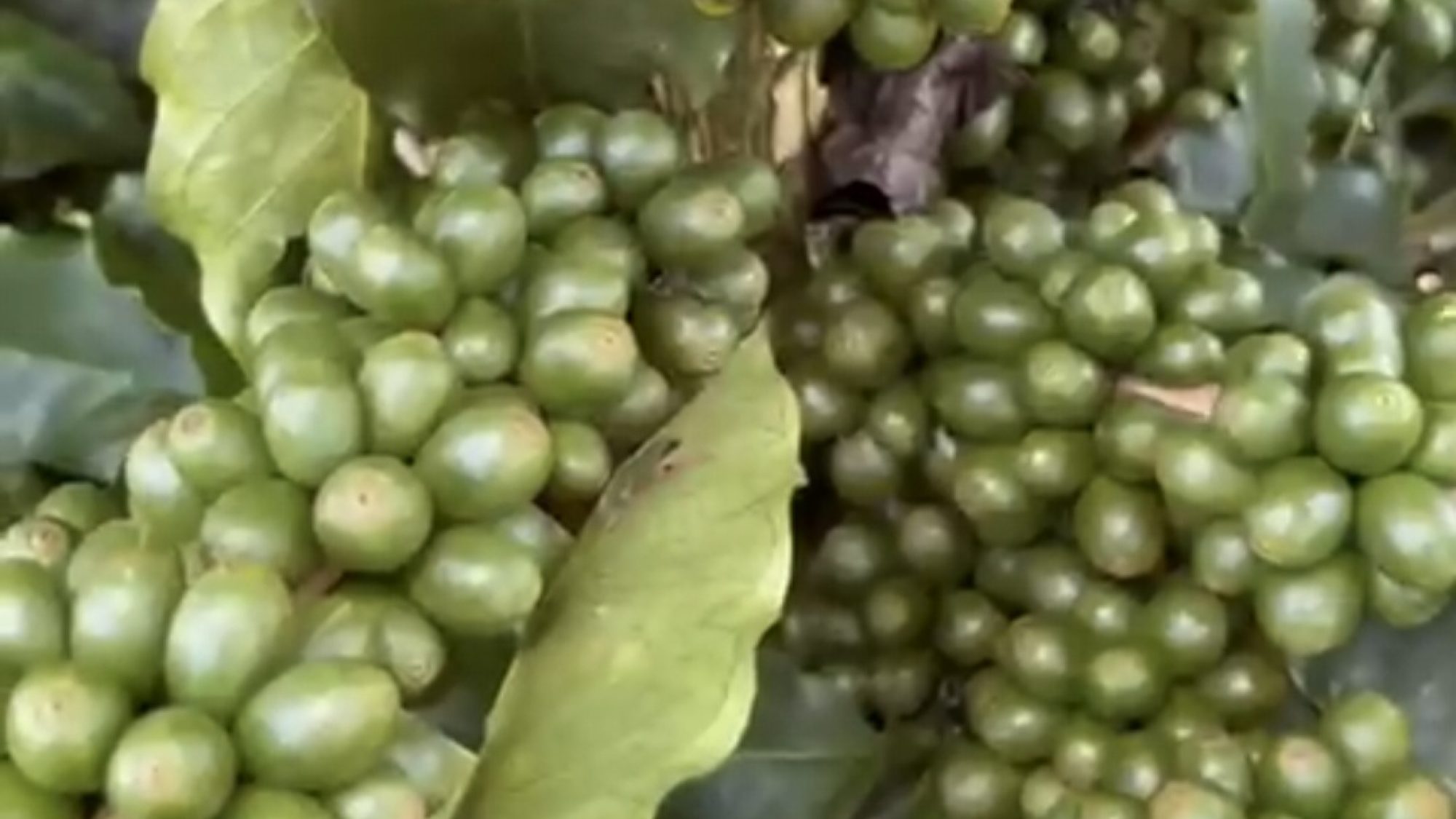 inbound6922970760982992761