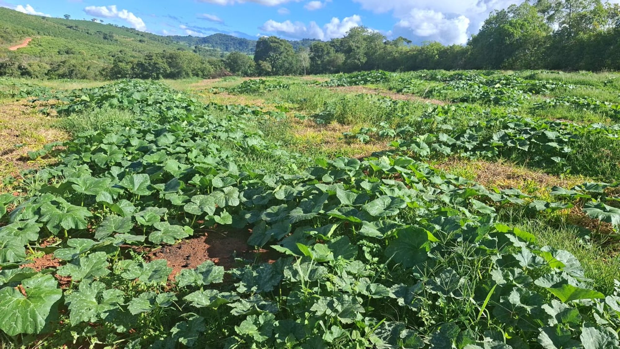 inbound7442847305785673883